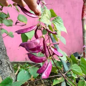 রঙ্গিলা সিম 2 প্যাকেট