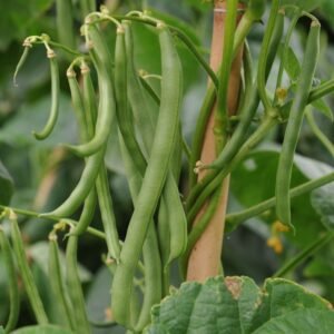 ১০ প্যাকেট কাটো জাতের  বরবটি  ১৪০০ টাকা