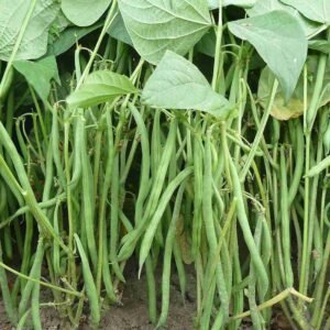 ৪ প্যাকেট কাটো জাতের  বরবটি  ৭৫০ টাকা