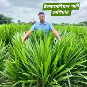 ২ কেজি স্মার্ট নেপিয়ার ঘাস বীজ দাম