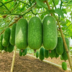 F1-hybrid চাল কুমরা বীজ 2 প্যাকেট