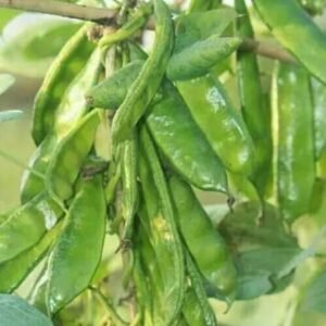 বারি সিম 5  - 4 প্যাকেট 750 টাকা