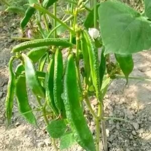 বারি সিম 5 - 8 প্যাকেট 1300 টাকা