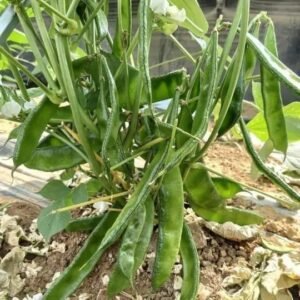 বারি সিম ৫  - 2 প্যাকেট 400 টাকা