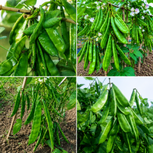 10 প্যাকেট করেলা সিম 1400 টাকা+হাজারী লাউ ফ্রি