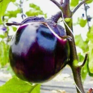 ২ প্যাকেট তাল বেগুন 400 টাকা