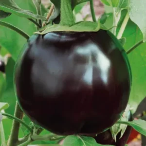 ৪ প্যাকেট তাল বেগুন  790 টাকা