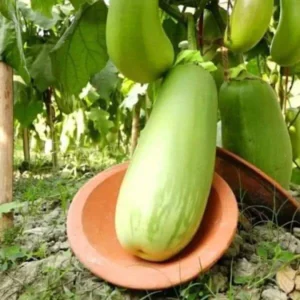 বারি বেগুন 10 পেকেট 1750 টাকা