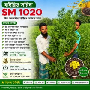 হাইব্রিড সরিষা ১ পেকেট ৫৫০ টাকা